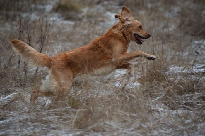 Cleo, Golden Retriever, Månbacken, Västerljung, Nynäs, Sweden, Sverige