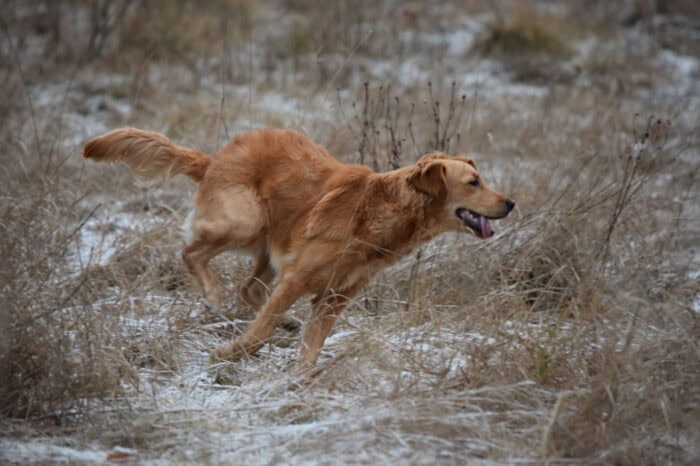 Cleo, Golden Retriever, Månbacken, Västerljung, Nynäs, Sweden, Sverige