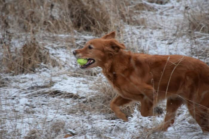 Trixie, Golden Retriever, Månbacken, Västerljung, Nynäs, Sweden, Sverige