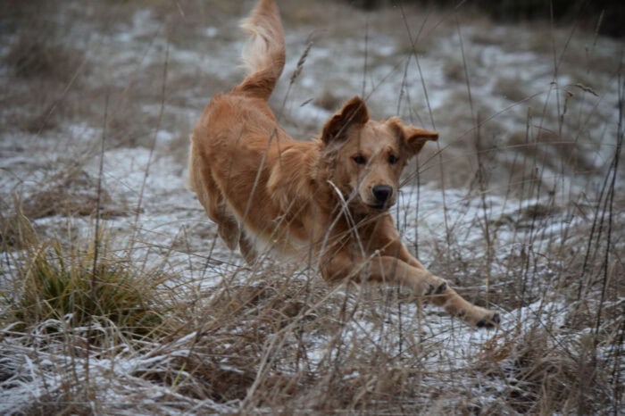 Cleo, Golden Retriever, Månbacken, Västerljung, Nynäs, Sweden, Sverige