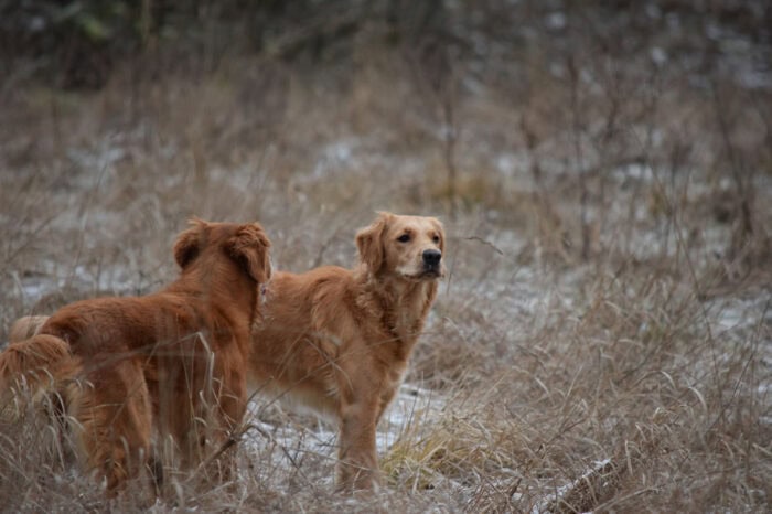 Trixie, Cleo, Golden Retriever, Månbacken, Västerljung, Nynäs, Sweden, Sverige