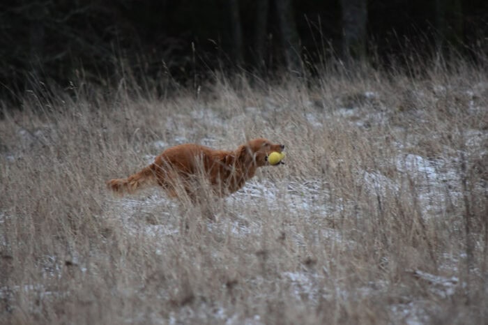 Trixie, Golden Retriever, Månbacken, Västerljung, Nynäs, Sweden, Sverige