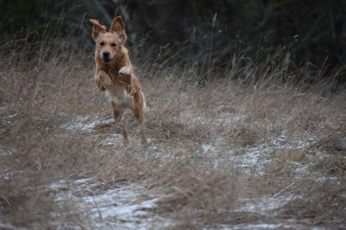 Cleo, Golden Retriever, Månbacken, Västerljung, Nynäs, Sweden, Sverige