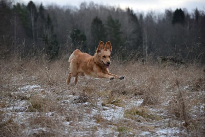 Cleo, Golden Retriever, Månbacken, Västerljung, Nynäs, Sweden, Sverige