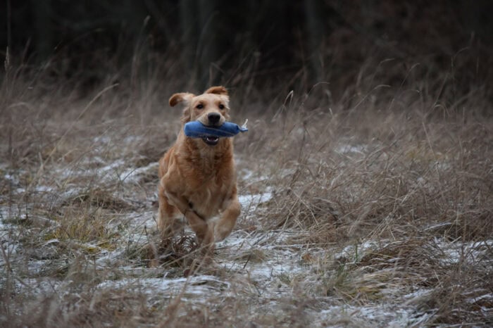 Cleo, Golden Retriever, Månbacken, Västerljung, Nynäs, Sweden, Sverige