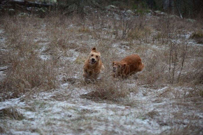 Trixie, Cleo, Golden Retriever, Månbacken, Västerljung, Nynäs, Sweden, Sverige