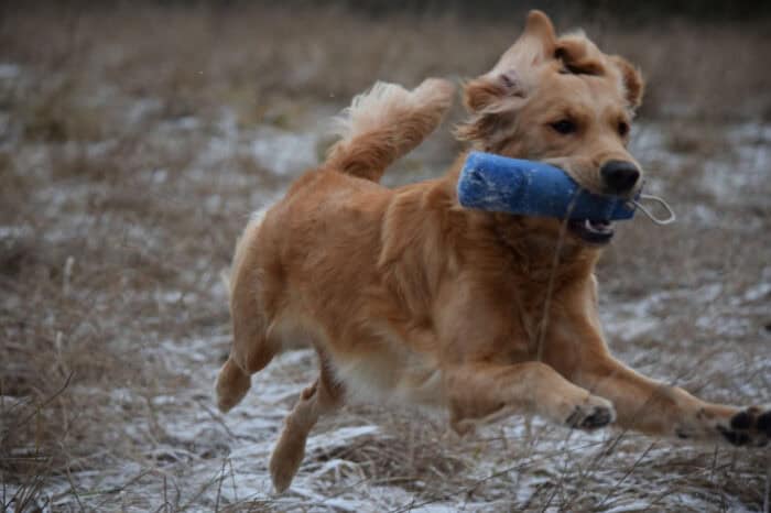 Cleo, Golden Retriever, Månbacken, Västerljung, Nynäs, Sweden, Sverige