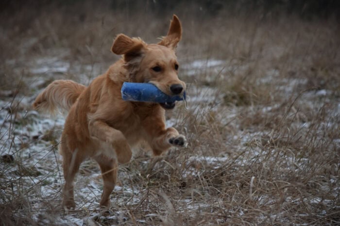 Cleo, Golden Retriever, Månbacken, Västerljung, Nynäs, Sweden, Sverige