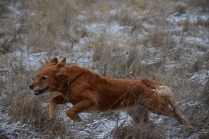 Trixie, Golden Retriever, Månbacken, Västerljung, Nynäs, Sweden, Sverige
