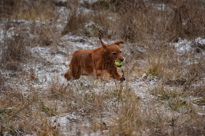 Trixie, Golden Retriever, Månbacken, Västerljung, Nynäs, Sweden, Sverige