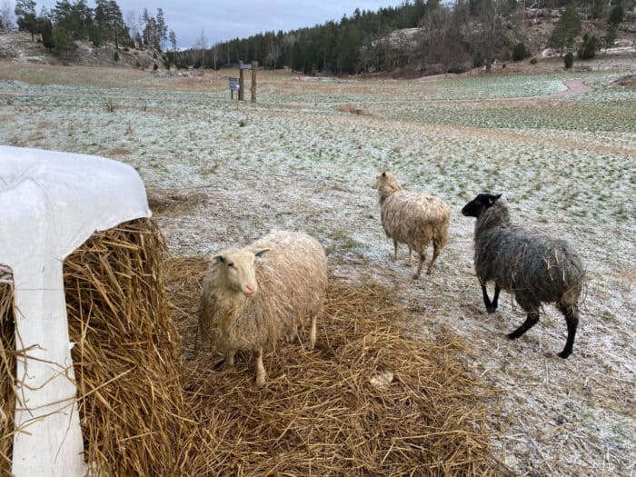 Bergs Gård, Västerljung, Sweden, Får, Sheep