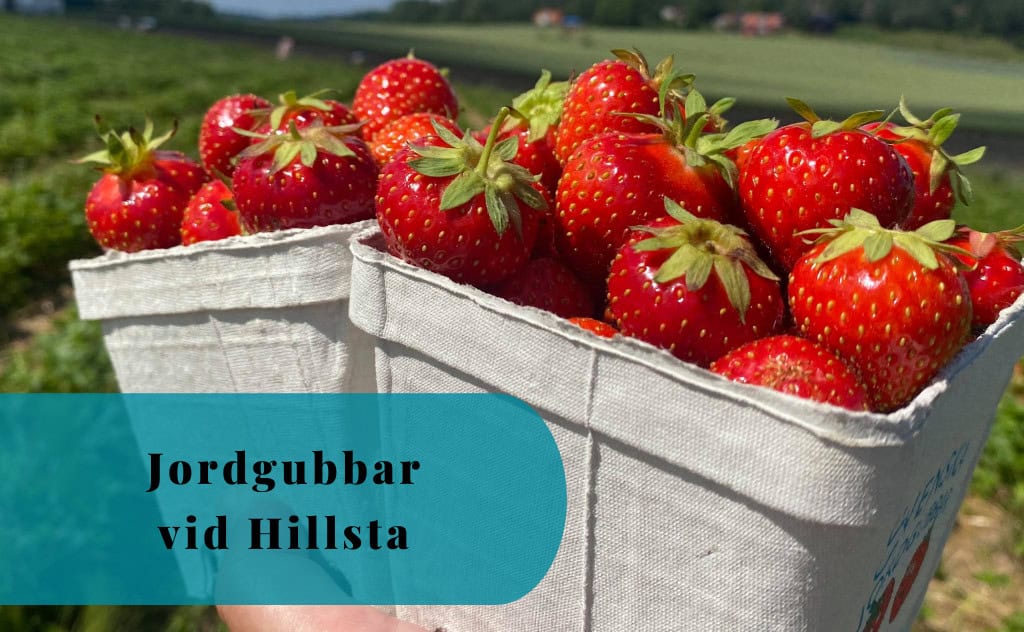 Plocka Jordgubbar vid Hillsta, Västerljung