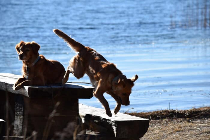 Trixie and Cleo, Stora Sandviken, Golden Retriever