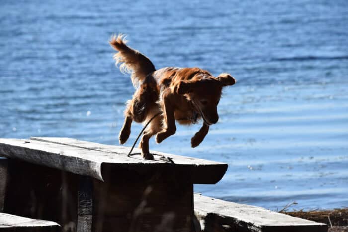 Trixie, Stora Sandviken, Golden Retriever, Dog