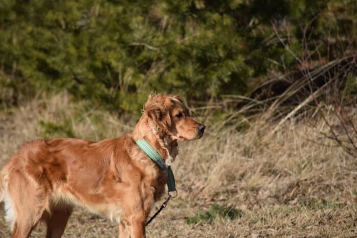 Cleo, Stora Sandviken, Golden Retriever, Sweden