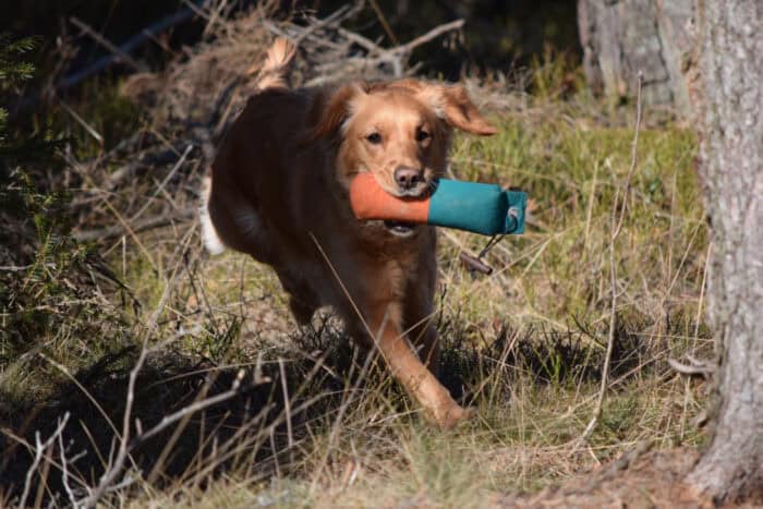 Cleo, Stora Sandviken, Golden Retriever, Sverige