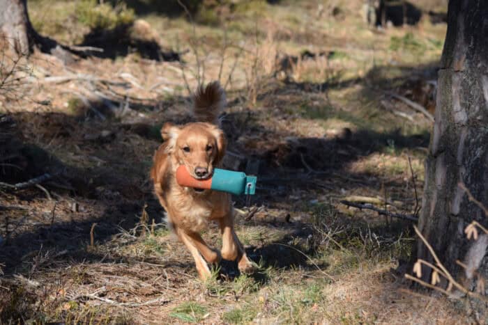 Cleo, Stora Sandviken, Golden Retriever, Dummy