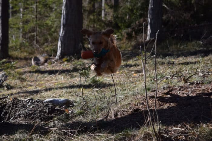 Cleo, Stora Sandviken, Golden Retriever