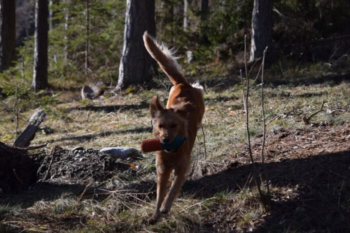 Cleo, Stora Sandviken, Golden Retriever, Nynäs Naturreservat