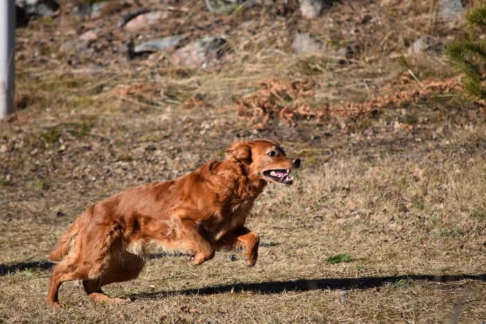 Trixie, Stora Sandviken, Golden Retriever