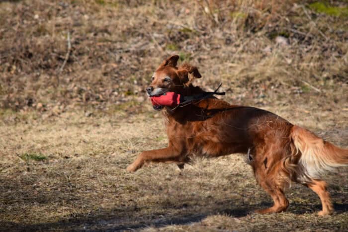 Trixie, Stora Sandviken, Golden Retriever, Nynäs Nature Reserve