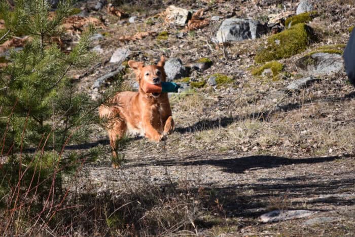 Trixie, Stora Sandviken, Golden Retriever, Sandviksbadet