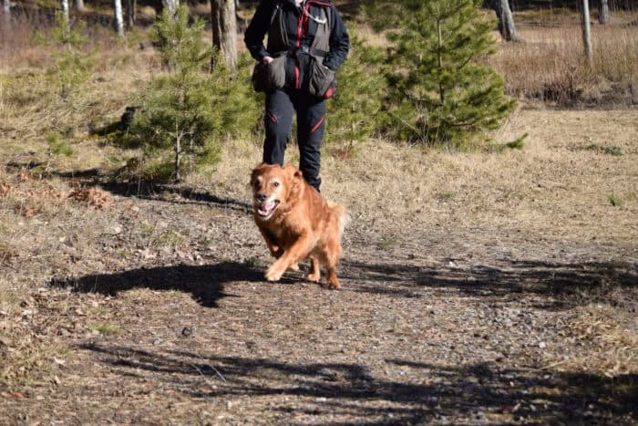 Trixie, Stora Sandviken, Golden Retriever, Sörmland