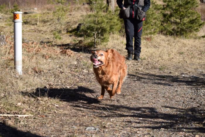 Trixie, Stora Sandviken, Golden Retriever, Södermanland