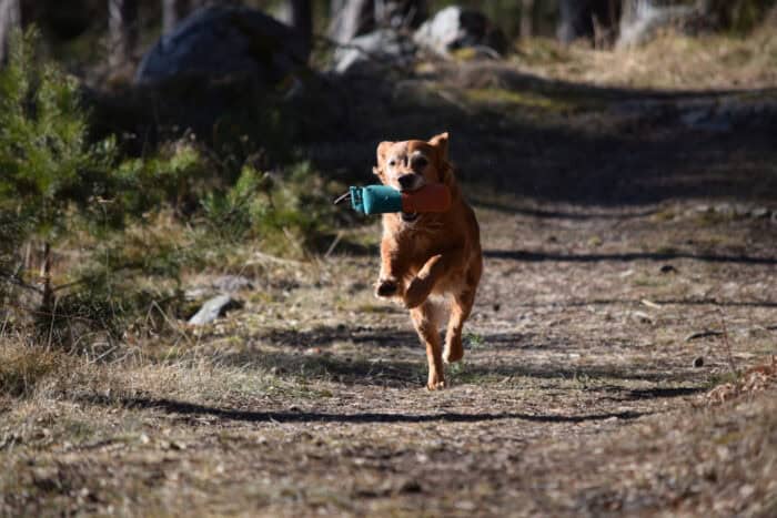 Trixie, Stora Sandviken, Golden Retriever