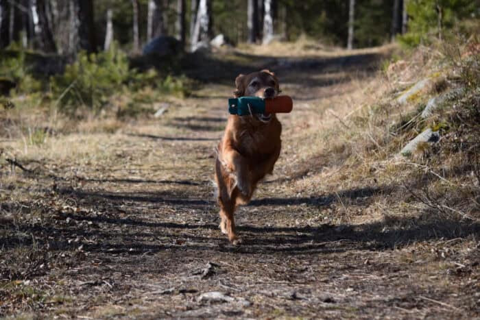 Trixie, Stora Sandviken, Golden Retriever, Västerljung