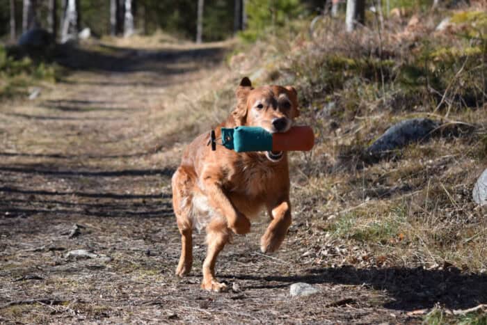 Trixie, Stora Sandviken, Golden Retriever