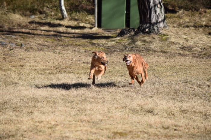 Trixie and Cleo, Stora Sandviken, Golden Retriever, Sandviksbadet