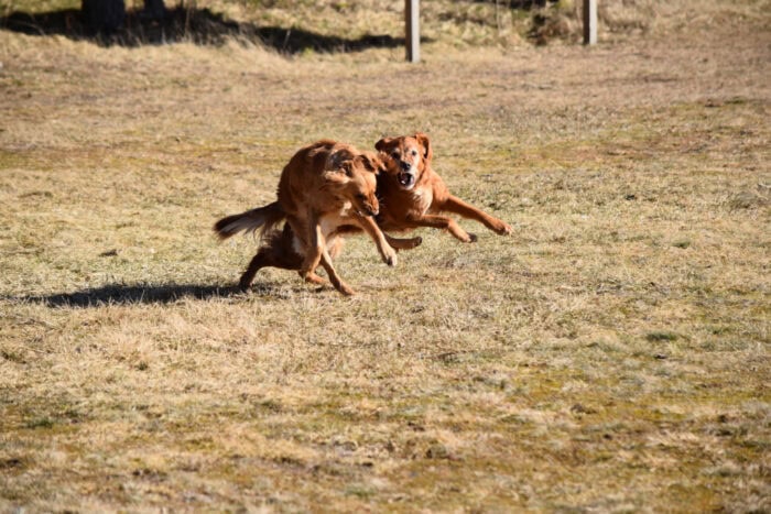 Trixie and Cleo, Stora Sandviken, Golden Retriever