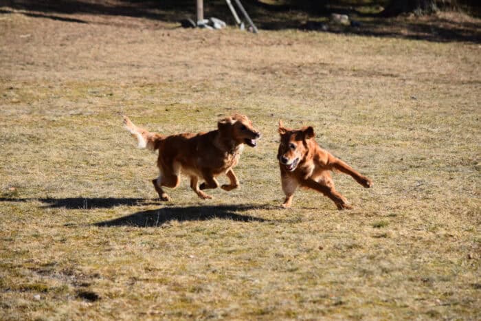 Trixie and Cleo, Stora Sandviken, Golden Retriever