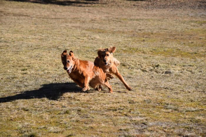 Trixie and Cleo, Stora Sandviken, Golden Retriever