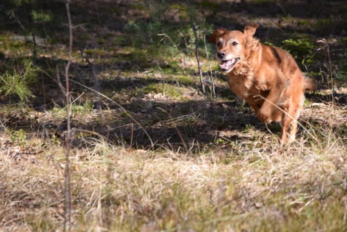 Trixie, Stora Sandviken, Golden Retriever