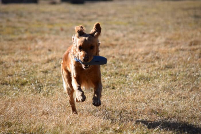 Cleo, Stora Sandviken, Golden Retriever
