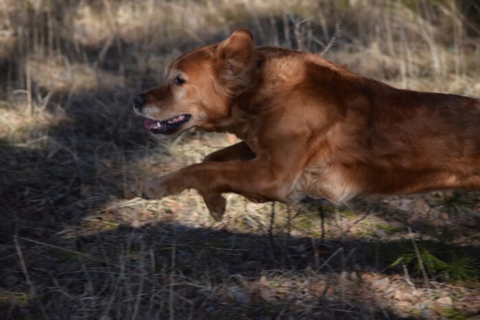 Trixie, Stora Sandviken, Golden Retriever