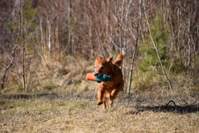 Trixie, Stora Sandviken, Golden Retriever