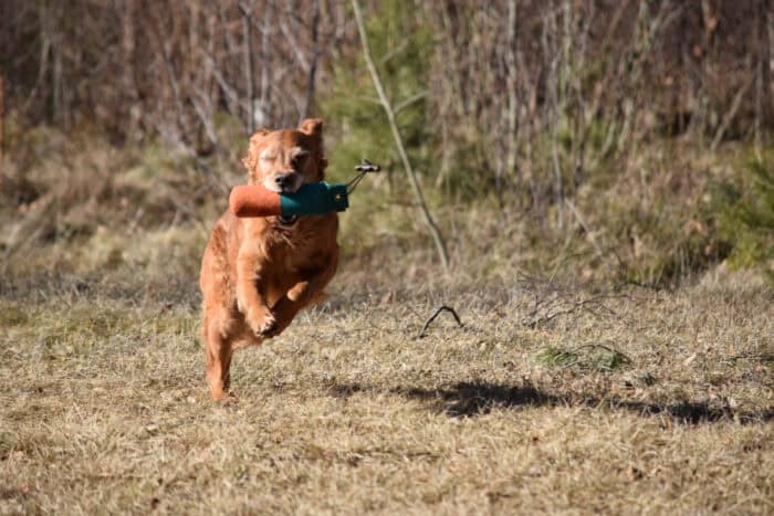 Trixie, Stora Sandviken, Golden Retriever