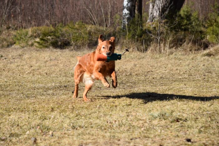 Trixie, Stora Sandviken, Golden Retriever