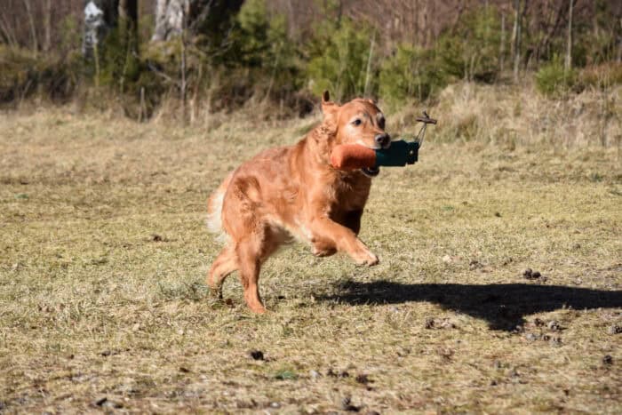 Trixie, Stora Sandviken, Golden Retriever