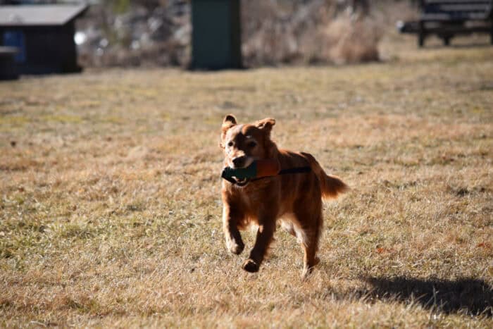 Trixie, Stora Sandviken, Golden Retriever