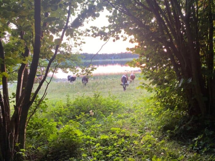 Ramsholmen, Åland Islands, Finland, Cows, Kor, kossor