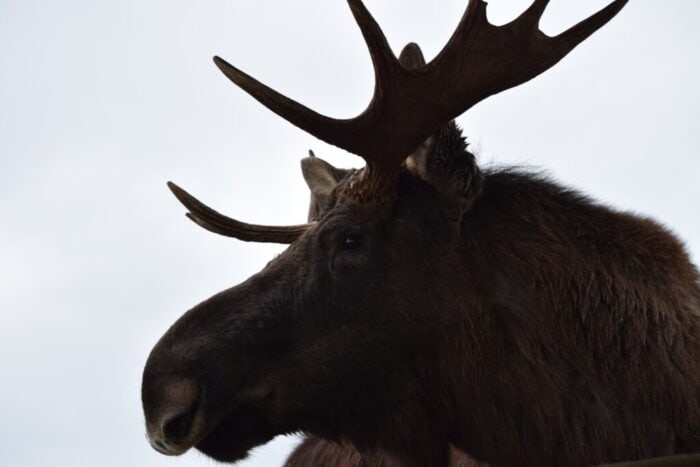 Öster Malma, Södermanland, Sweden, Moose