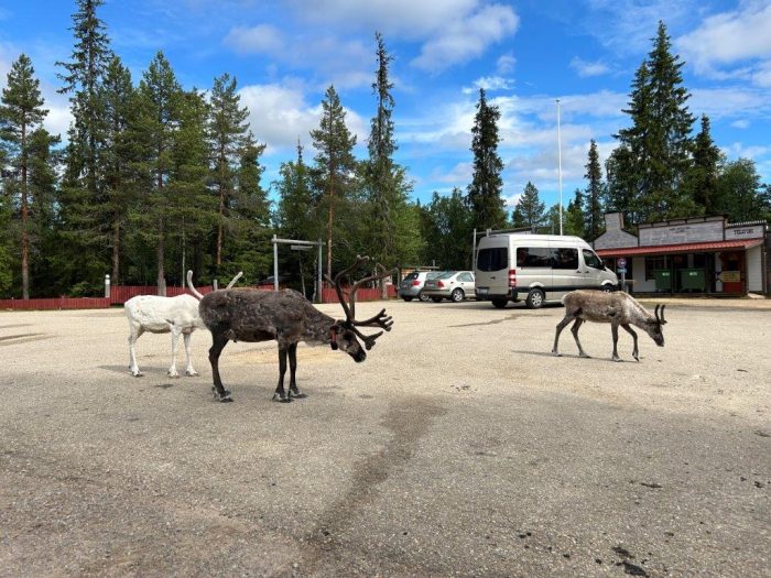 Tankavaara, Finland, Reindeer, Renar