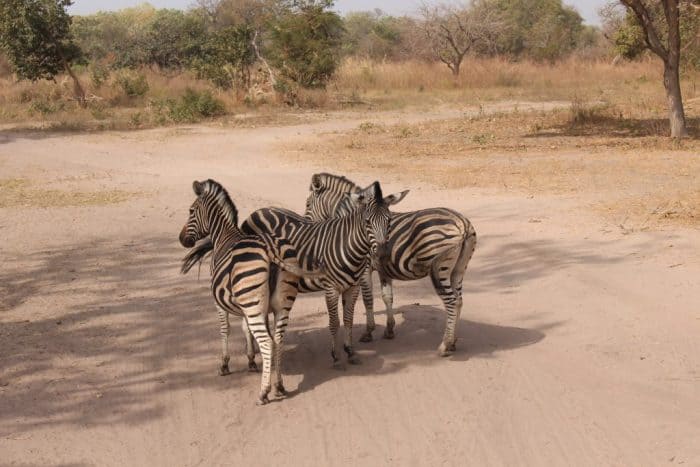 Fathala Wildlife Reserve, Senegal, Zebras