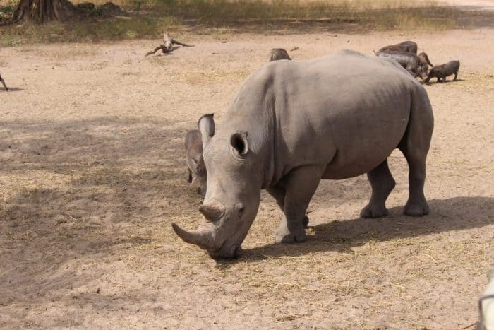 Fathala Wildlife Reserve, Senegal, Rhino