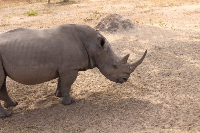 Fathala Wildlife Reserve, Senegal, Rhino