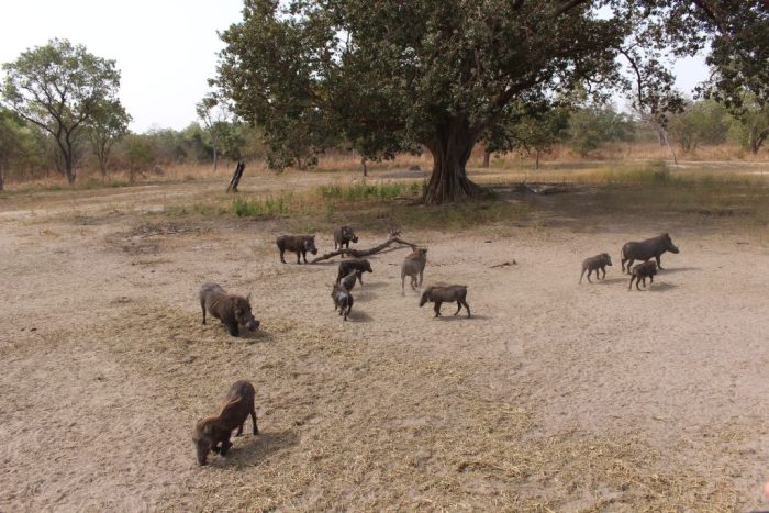 Fathala Wildlife Reserve, Senegal, Warthog